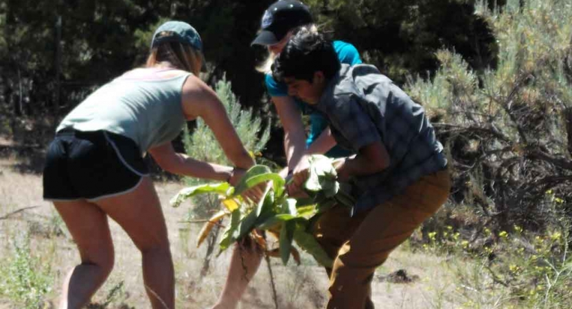 three teens pull up an invasive weed on service project with outward bound